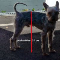 Yorki Rüde (Welpe) gesucht / hoch gewachsen und weit von der Norm entfernt