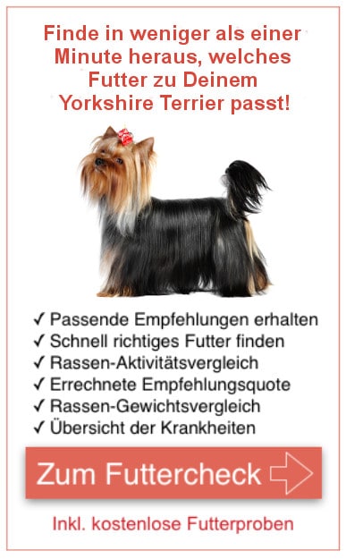 Futterproben Yorkshire Terrier