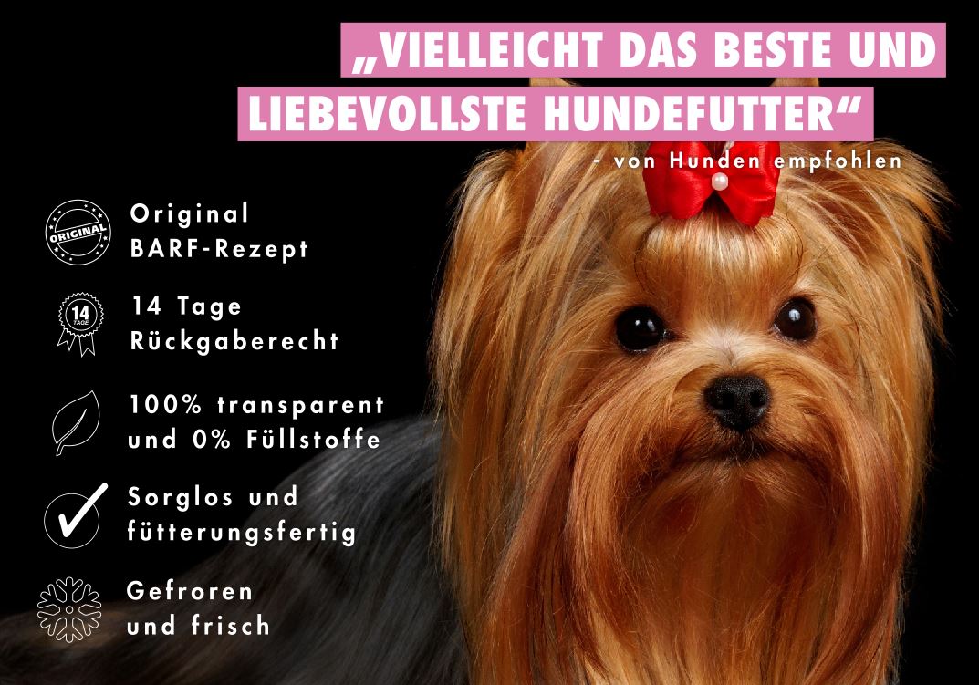 Yorkshire Terrier BARFen - Einfach und mit ganz viel Liebe!