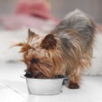 Welche Vorteile hat das BARFen für den Yorkshire Terrier?