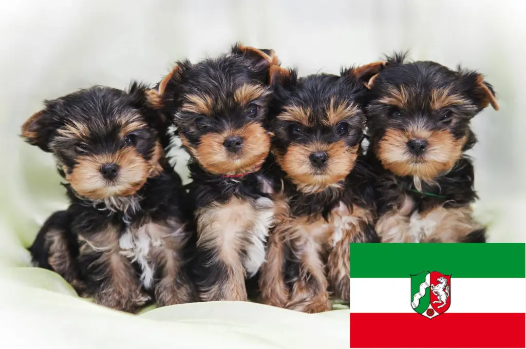 Yorkshire Terrier Züchter mit Welpen Nordrhein-Westfalen