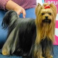 Yorkshire Terrier Deckrüde