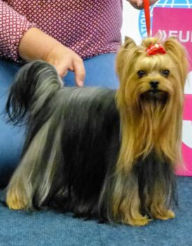 Yorkshire Terrier Deckrüde