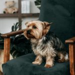 Yorkshire Terrier in Not, Tierschutz