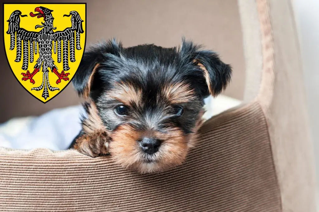 Yorkshire Terrier Züchter mit Welpen Aachen, Nordrhein-Westfalen