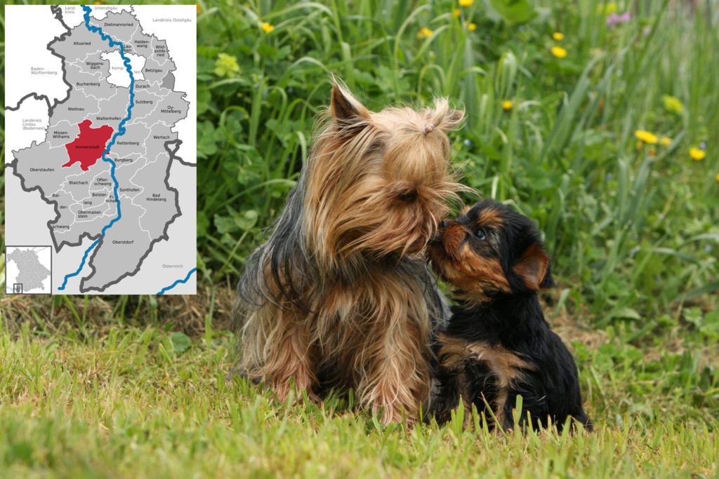 Yorkshire Terrier Züchter mit Welpen Allgäu, Bayern