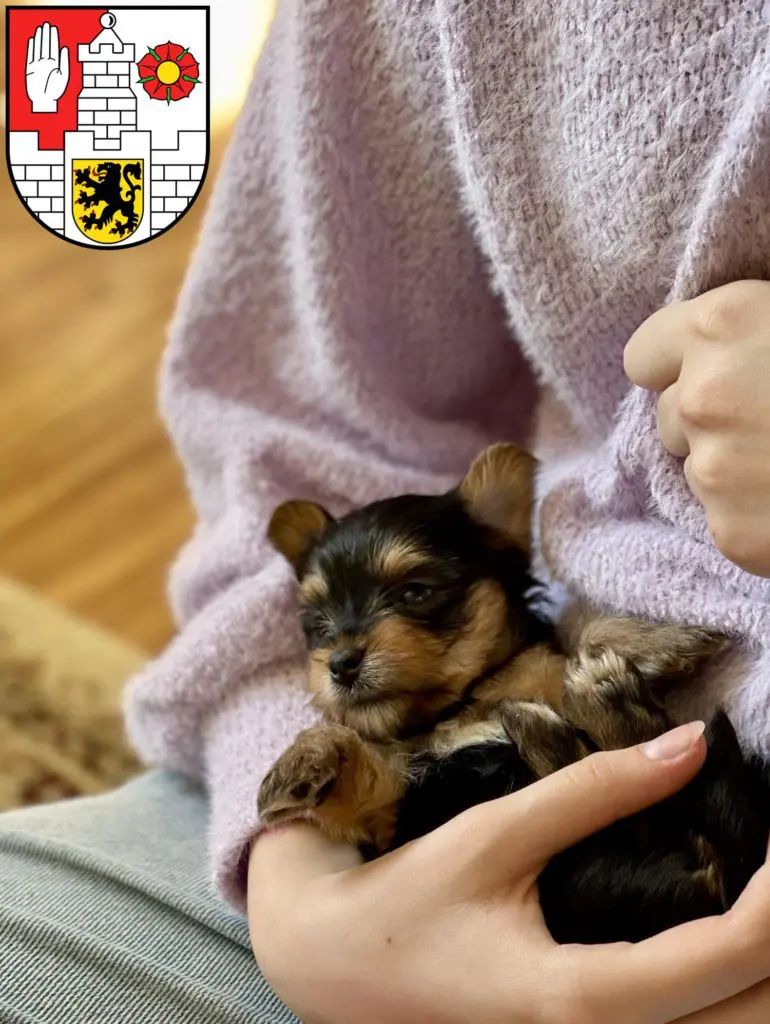 Yorkshire Terrier Züchter mit Welpen Altenburg, Thüringen