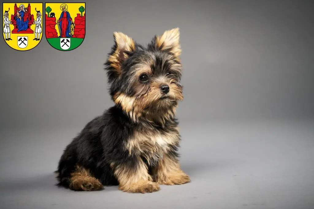 Yorkshire Terrier Züchter mit Welpen Annaberg-Buchholz, Sachsen