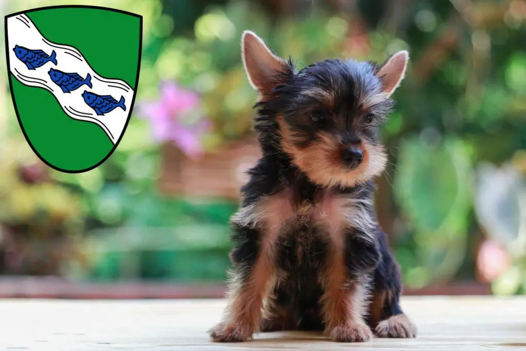 Yorkshire Terrier Züchter mit Welpen Ansbach, Bayern