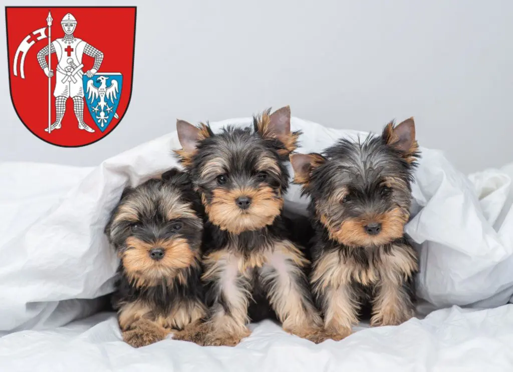 Yorkshire Terrier Züchter mit Welpen Bamberg, Bayern