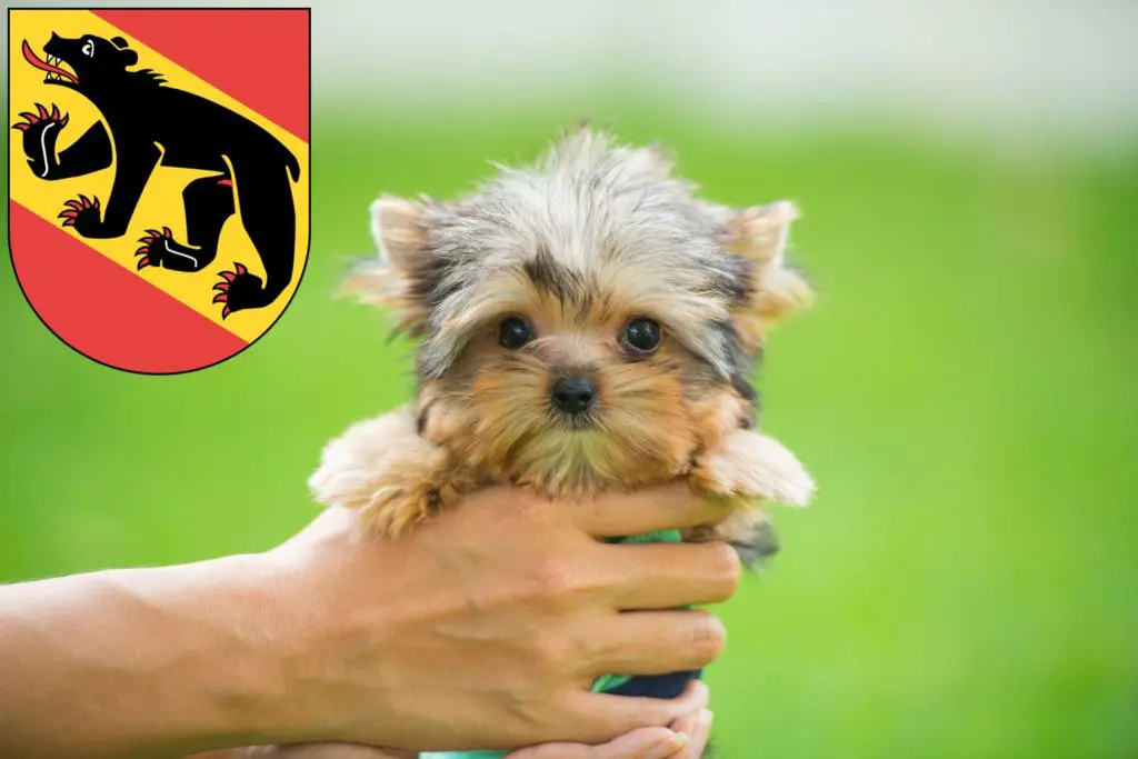 Yorkshire Terrier Züchter mit Welpen Bern, Schweiz