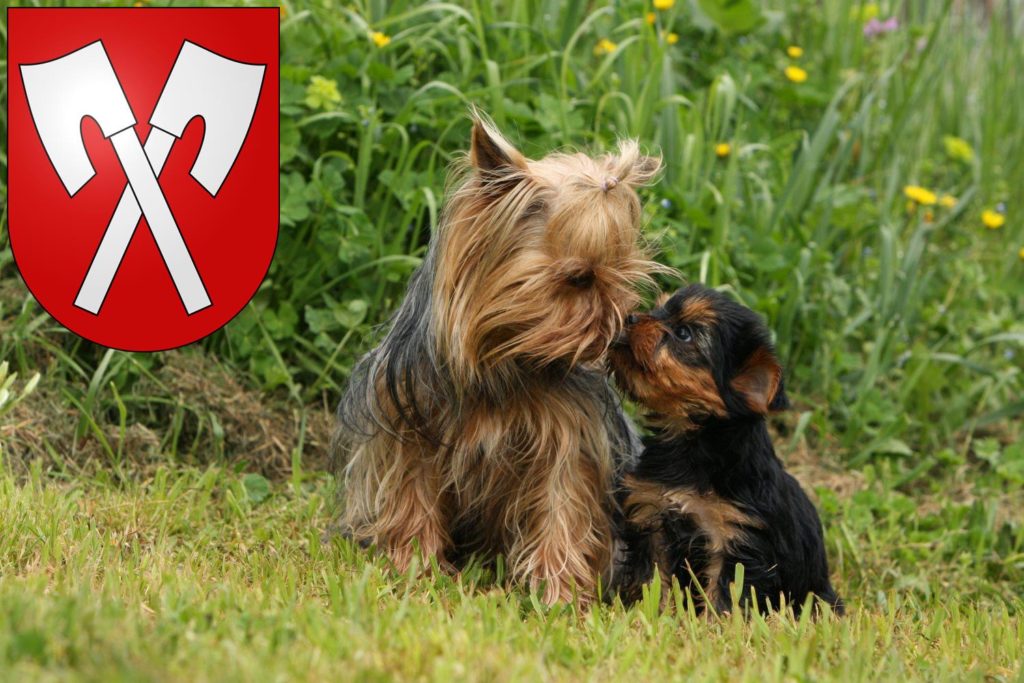 Yorkshire Terrier Züchter mit Welpen Biel, Schweiz