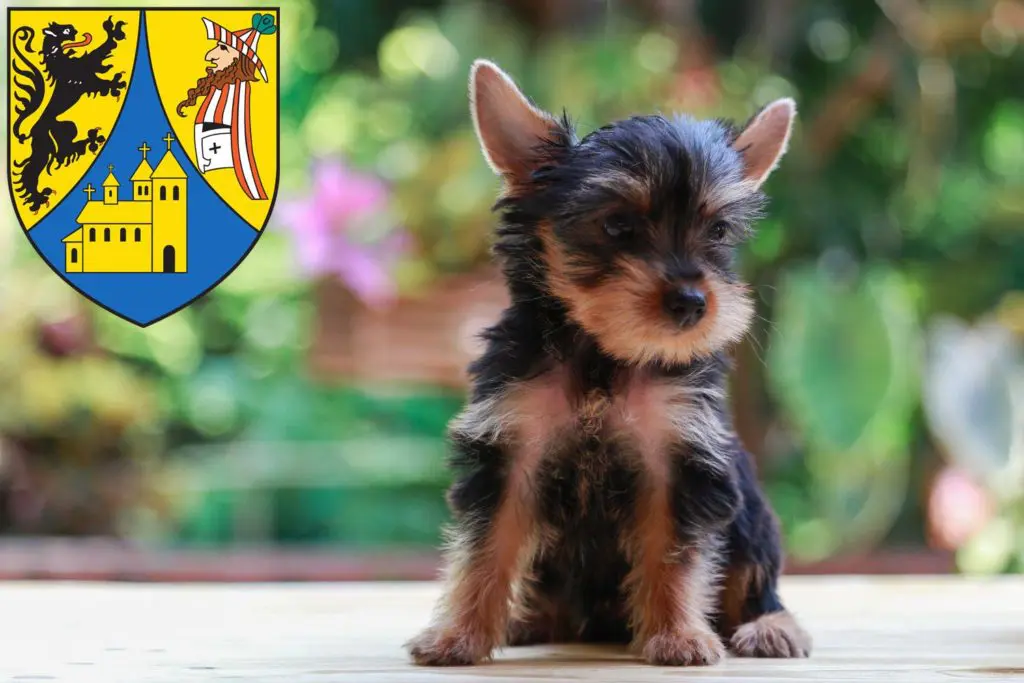 Yorkshire Terrier Züchter mit Welpen Borna, Sachsen