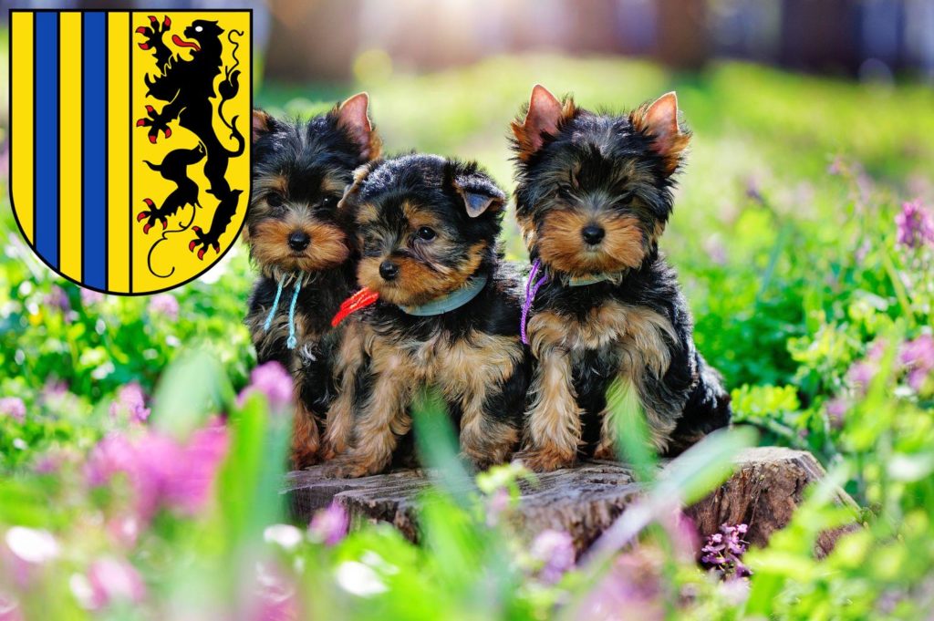 Yorkshire Terrier Züchter mit Welpen Chemnitz, Sachsen