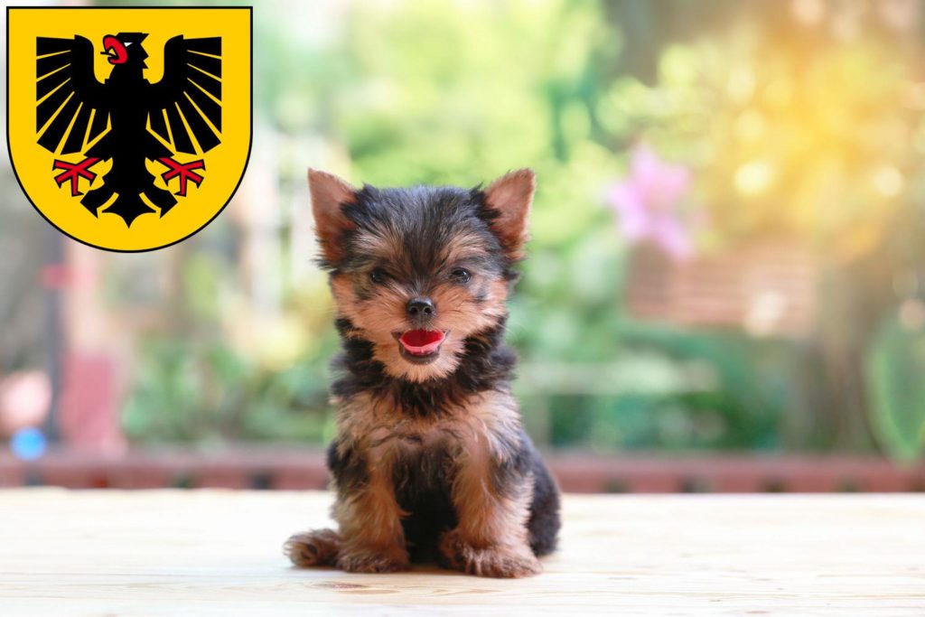 Yorkshire Terrier Züchter mit Welpen Dortmund, Nordrhein-Westfalen
