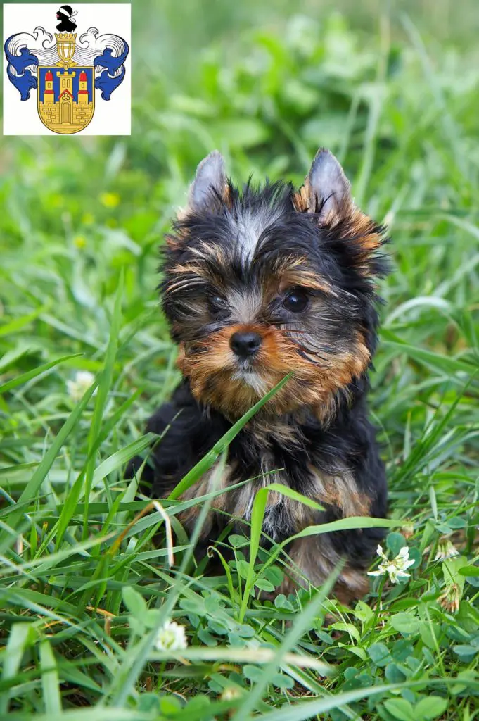 Yorkshire Terrier Züchter mit Welpen Eisenberg (Thüringen), Thüringen