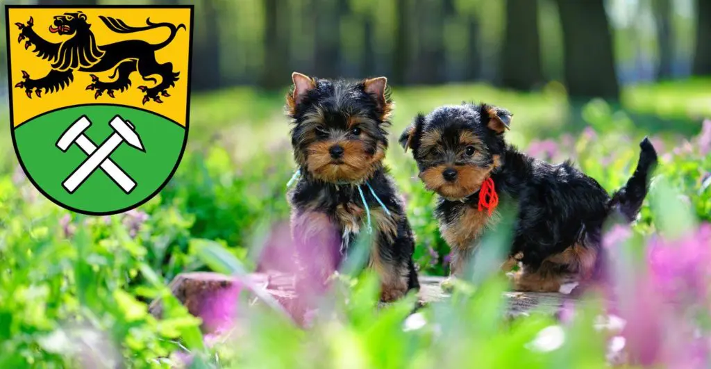 Yorkshire Terrier Züchter mit Welpen Erzgebirge, Sachsen