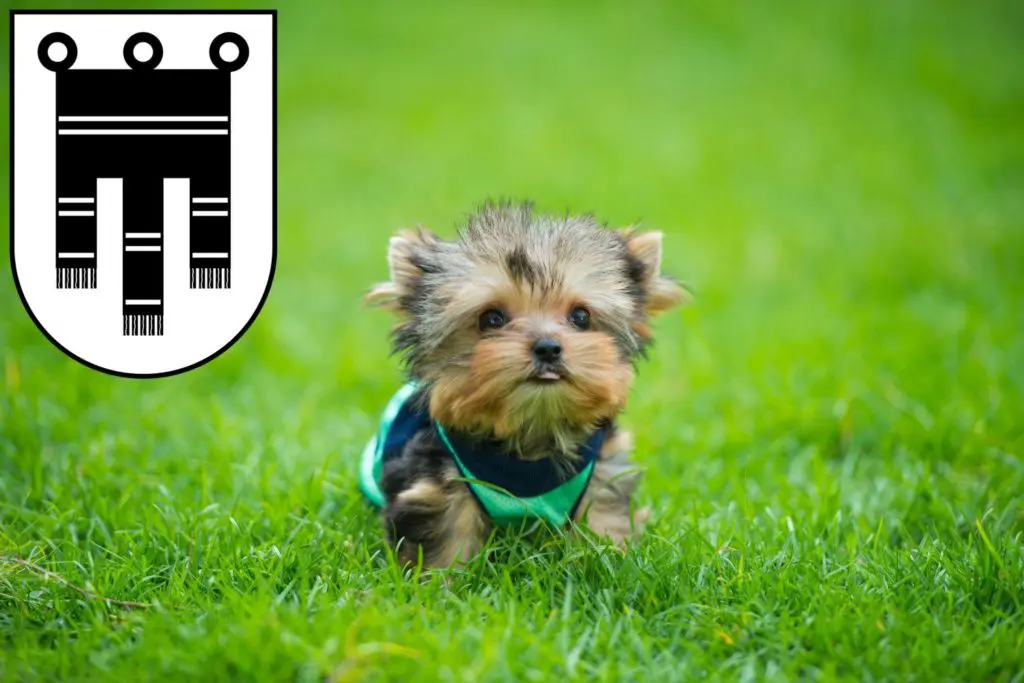 Yorkshire Terrier Züchter mit Welpen Feldkirch, Österreich