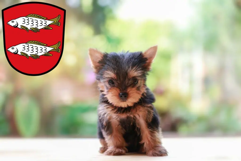 Yorkshire Terrier Züchter mit Welpen Forchheim, Bayern