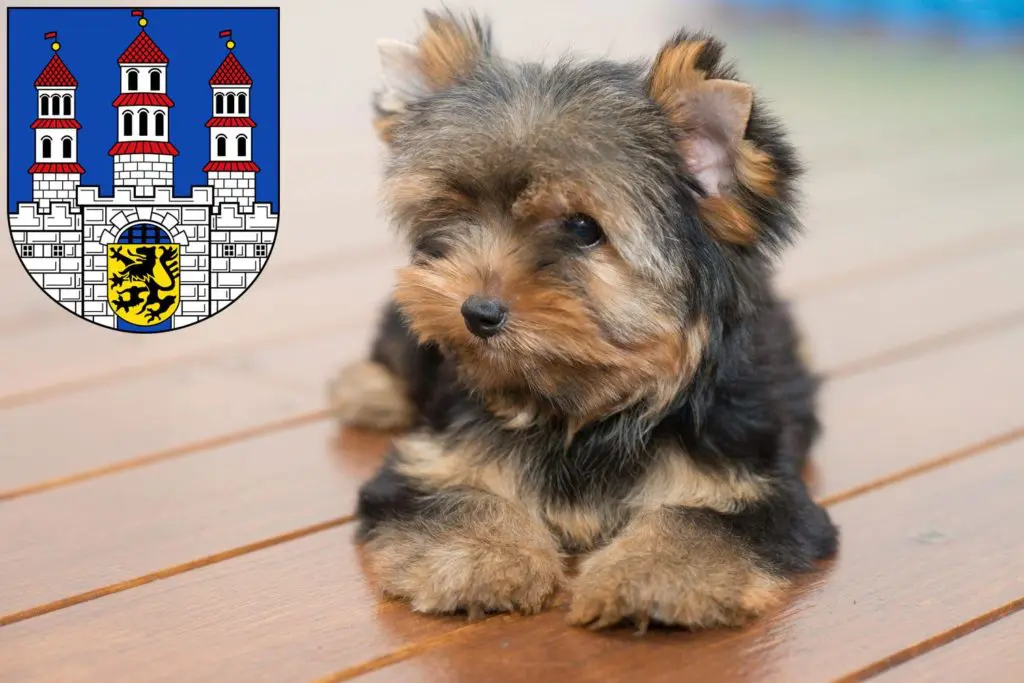 Yorkshire Terrier Züchter mit Welpen Freiberg, Sachsen