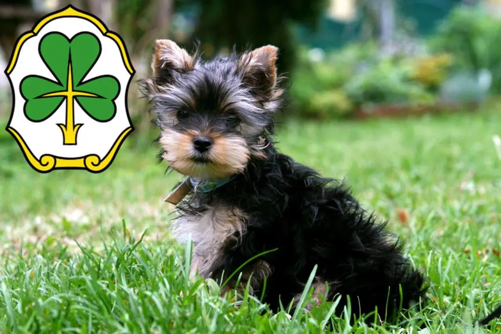 Yorkshire Terrier Züchter mit Welpen Fürth, Bayern