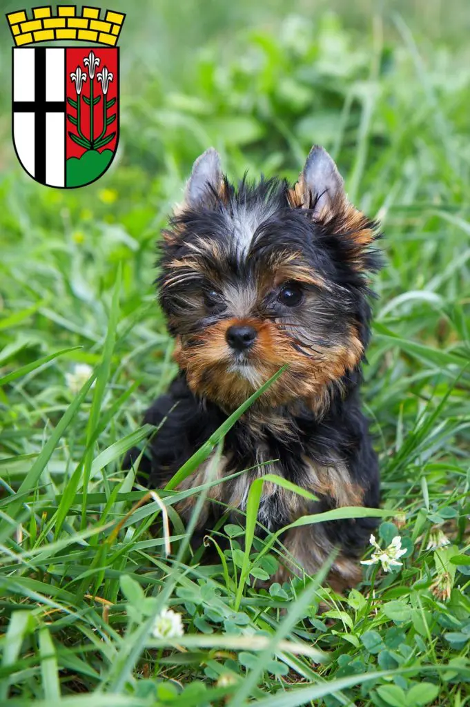 Yorkshire Terrier Züchter mit Welpen Fulda, Hessen