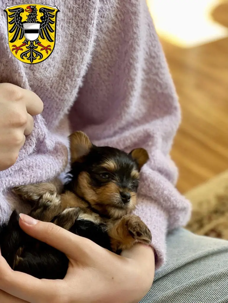 Yorkshire Terrier Züchter mit Welpen Gelnhausen, Hessen