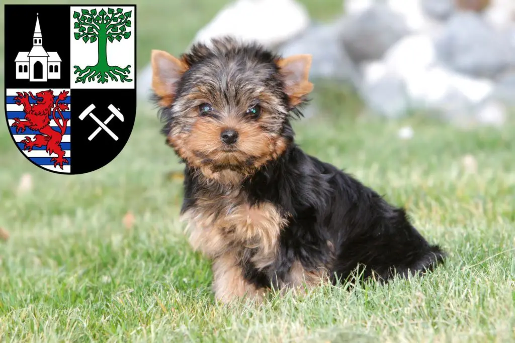 Yorkshire Terrier Züchter mit Welpen Gelsenkirchen, Nordrhein-Westfalen