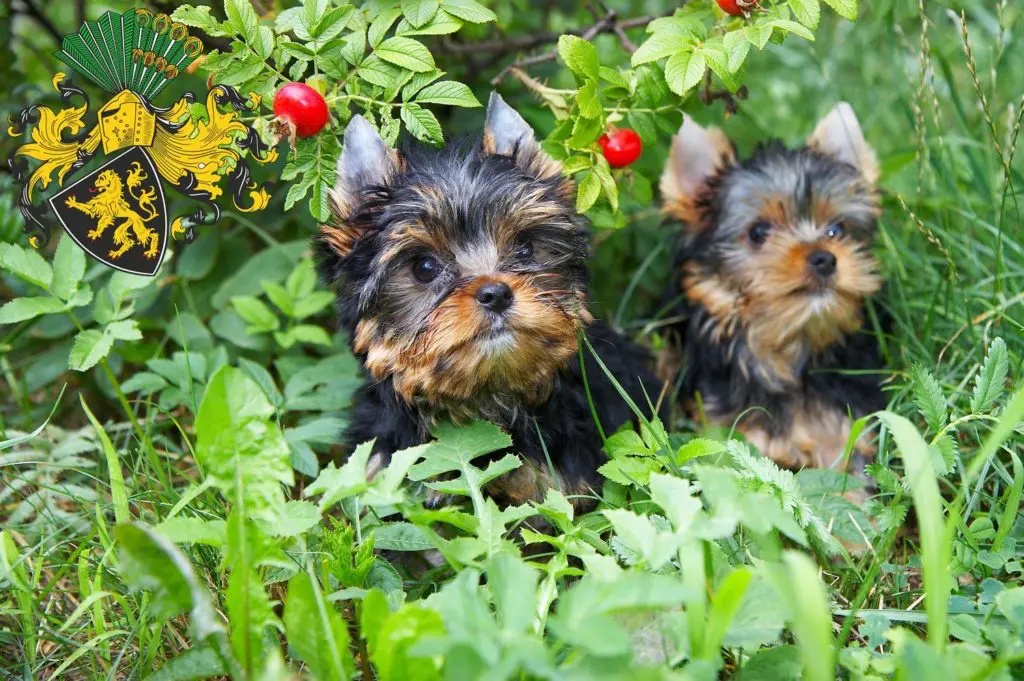 Yorkshire Terrier Züchter mit Welpen Gera, Thüringen