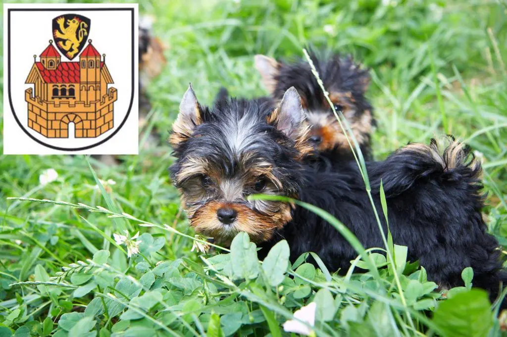 Yorkshire Terrier Züchter mit Welpen Greiz, Thüringen