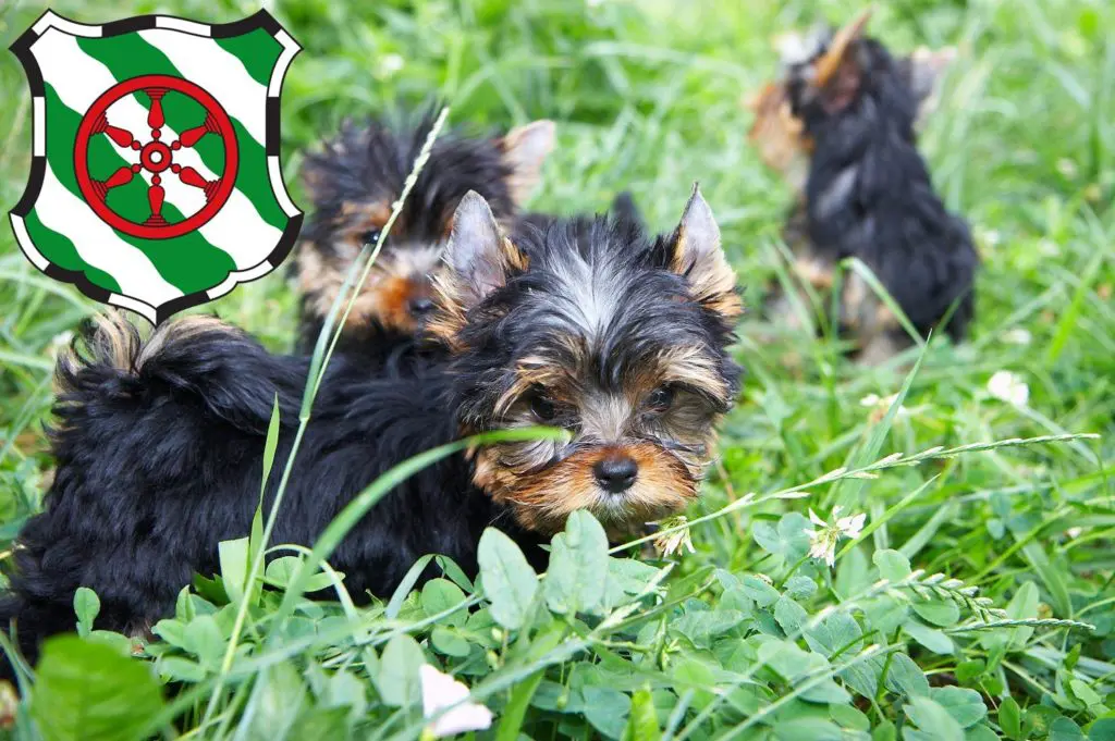 Yorkshire Terrier Züchter mit Welpen Gütersloh, Nordrhein-Westfalen