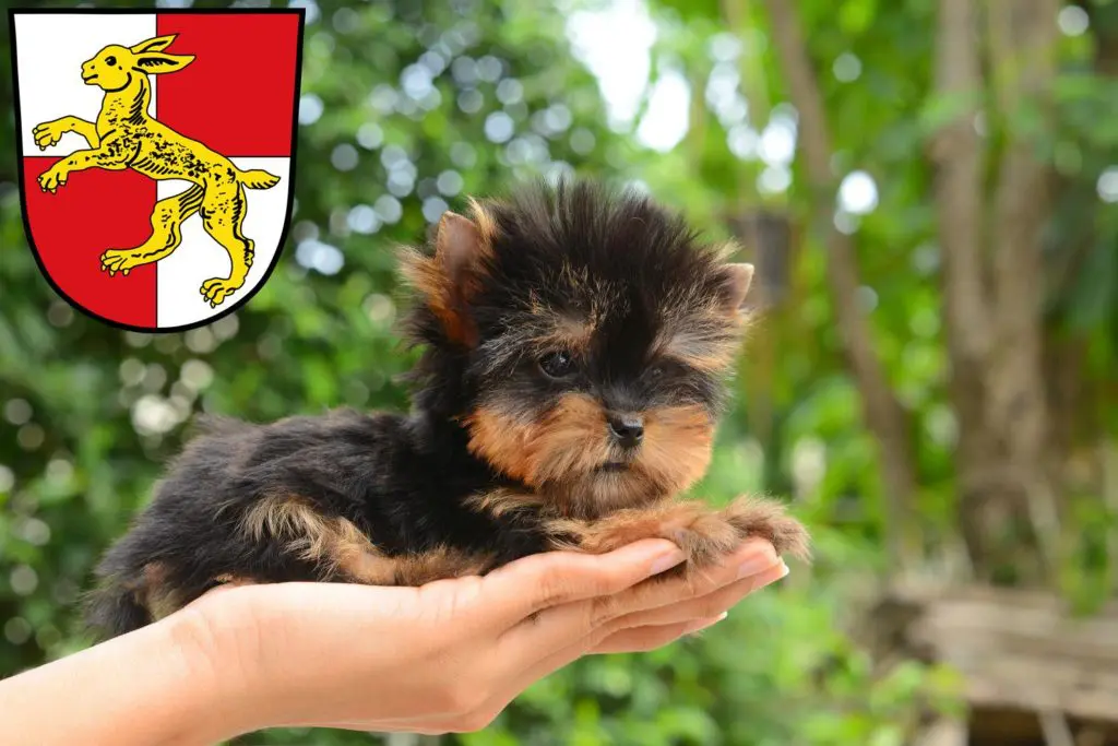 Yorkshire Terrier Züchter mit Welpen Haßfurt, Bayern