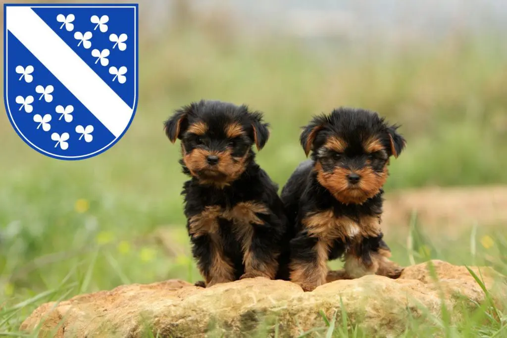 Yorkshire Terrier Züchter mit Welpen Kassel, Hessen