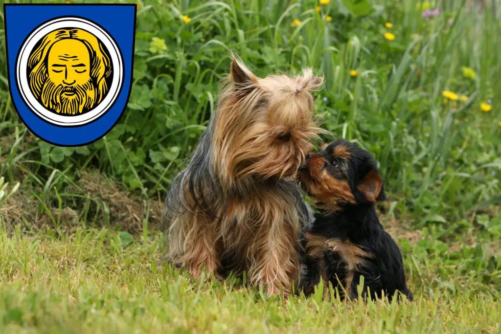 Yorkshire Terrier Züchter mit Welpen Künzelsau, Baden-Württemberg