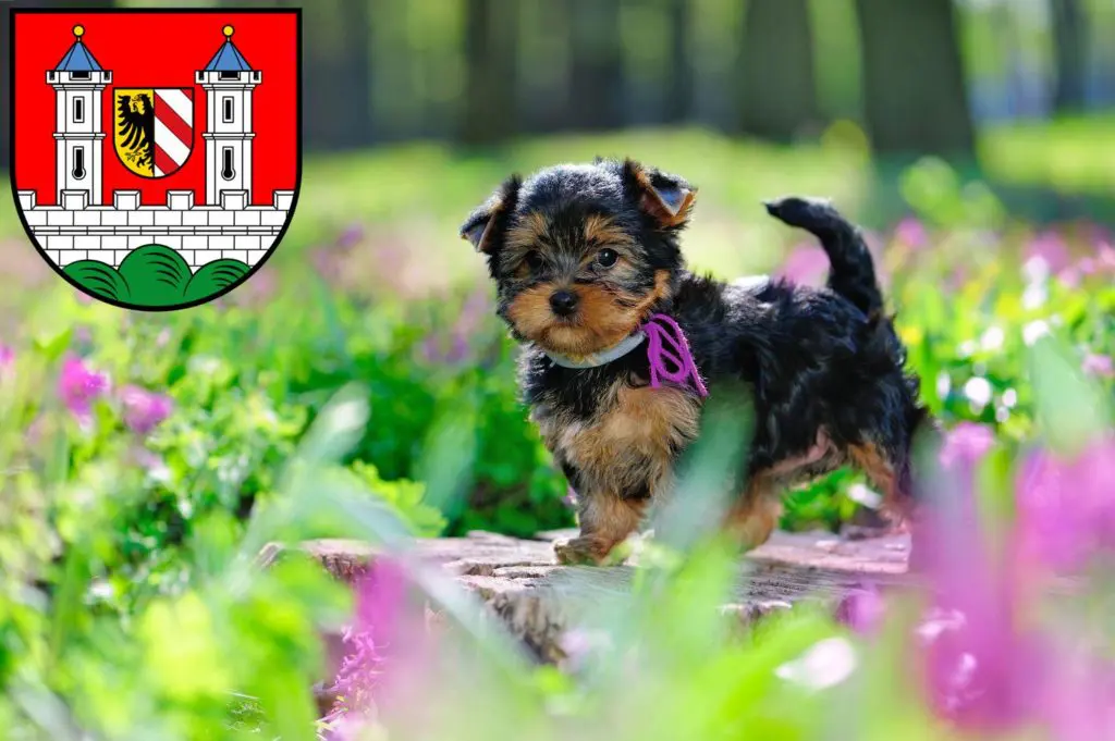 Yorkshire Terrier Züchter mit Welpen Lauf an der Pegnitz, Bayern