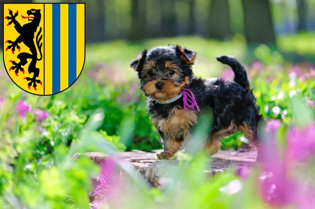 Yorkshire Terrier Züchter mit Welpen Leipzig, Sachsen