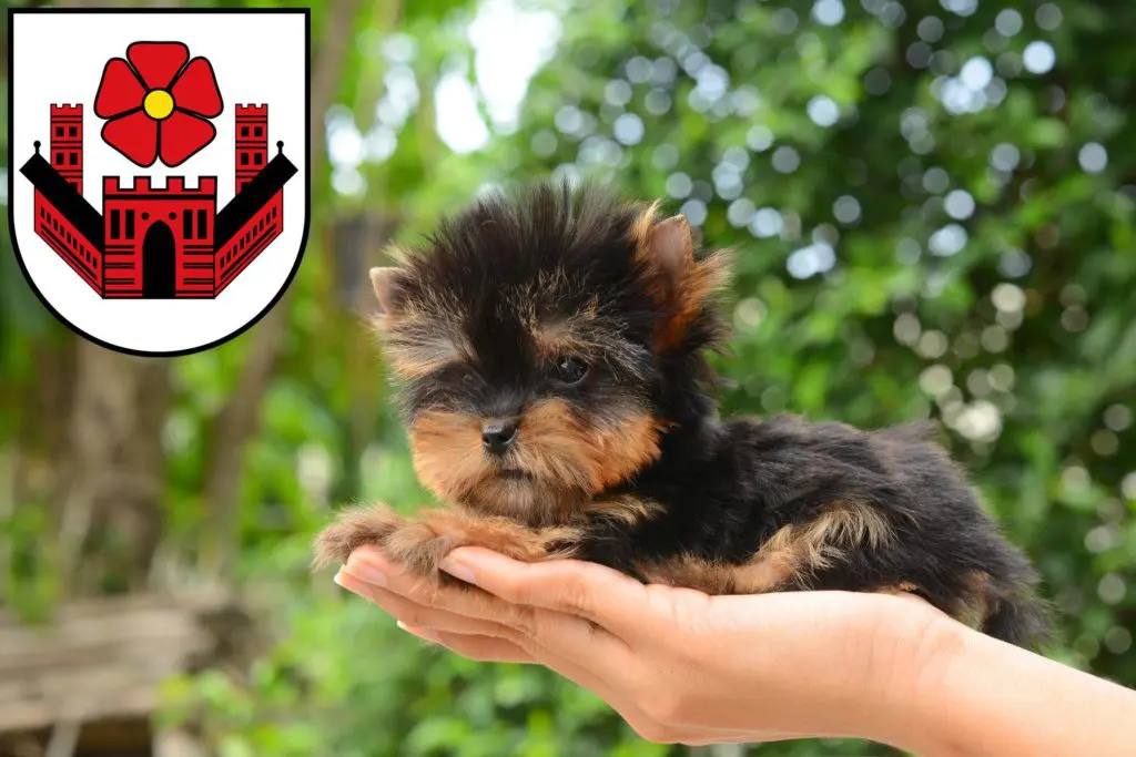 Yorkshire Terrier Züchter mit Welpen Lippstadt, Nordrhein-Westfalen