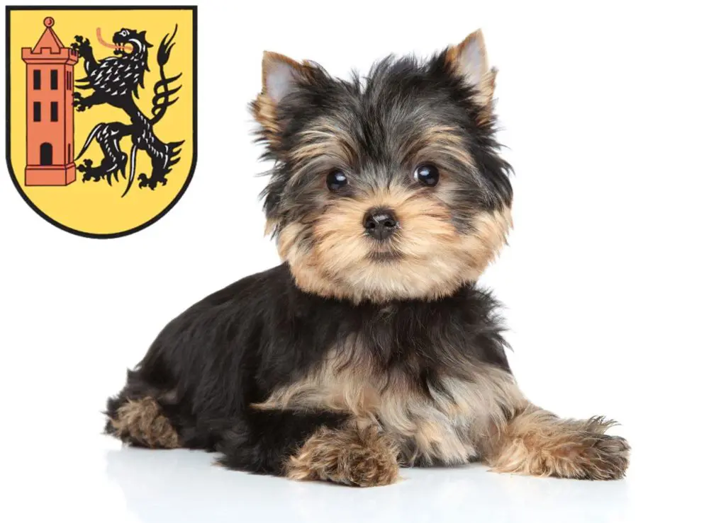 Yorkshire Terrier Züchter mit Welpen Meißen, Sachsen