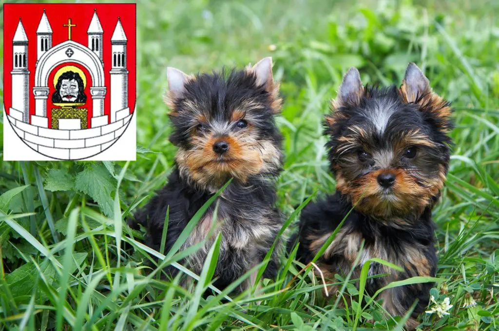 Yorkshire Terrier Züchter mit Welpen Merseburg, Sachsen-Anhalt