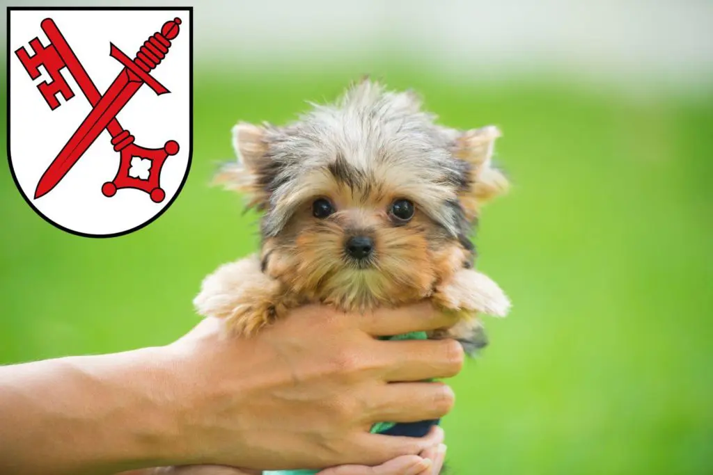 Yorkshire Terrier Züchter mit Welpen Naumburg (Saale), Sachsen-Anhalt