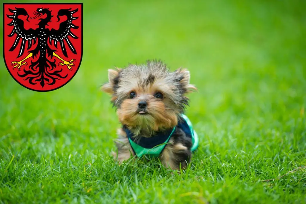 Yorkshire Terrier Züchter mit Welpen Neumarkt in der Oberpfalz, Bayern