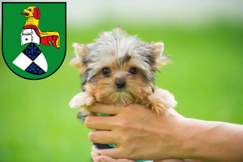 Yorkshire Terrier Züchter mit Welpen Neustadt an der Aisch, Bayern