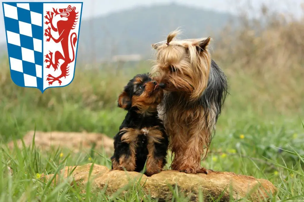 Yorkshire Terrier Züchter mit Welpen Niederbayern, Bayern