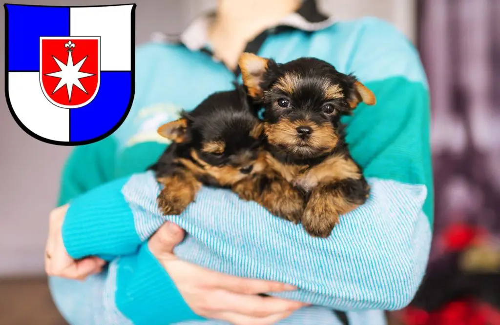 Yorkshire Terrier Züchter mit Welpen Norderstedt, Schleswig-Holstein