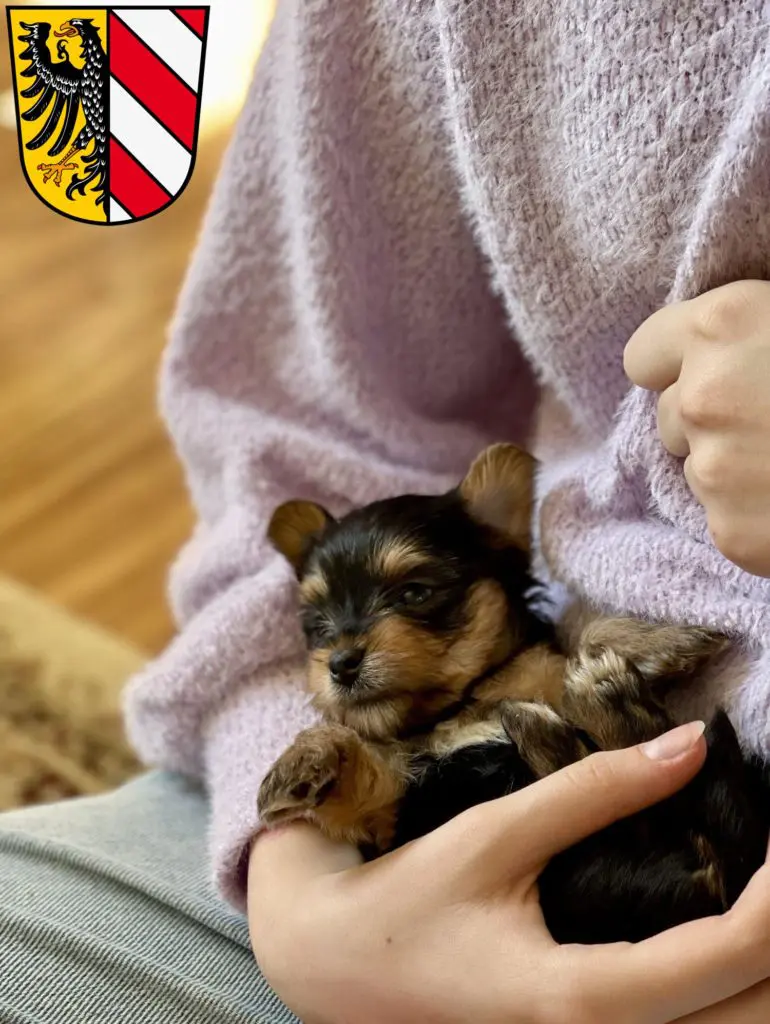 Yorkshire Terrier Züchter mit Welpen Nürnberg, Bayern