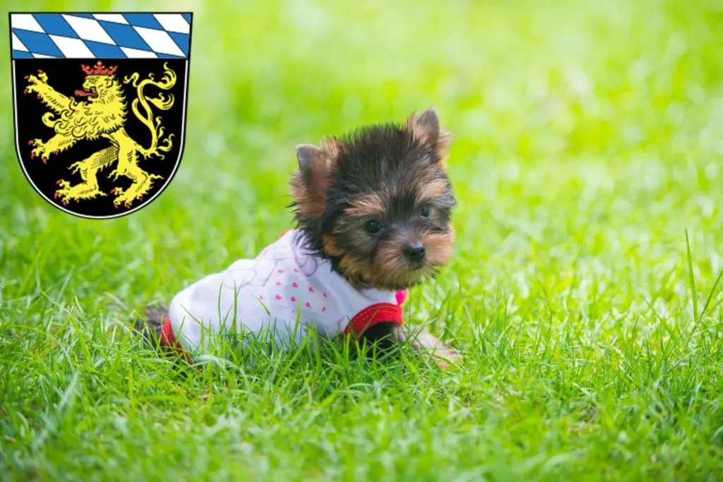 Yorkshire Terrier Züchter mit Welpen Oberbayern, Bayern