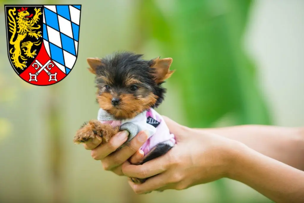 Yorkshire Terrier Züchter mit Welpen Oberpfalz, Bayern