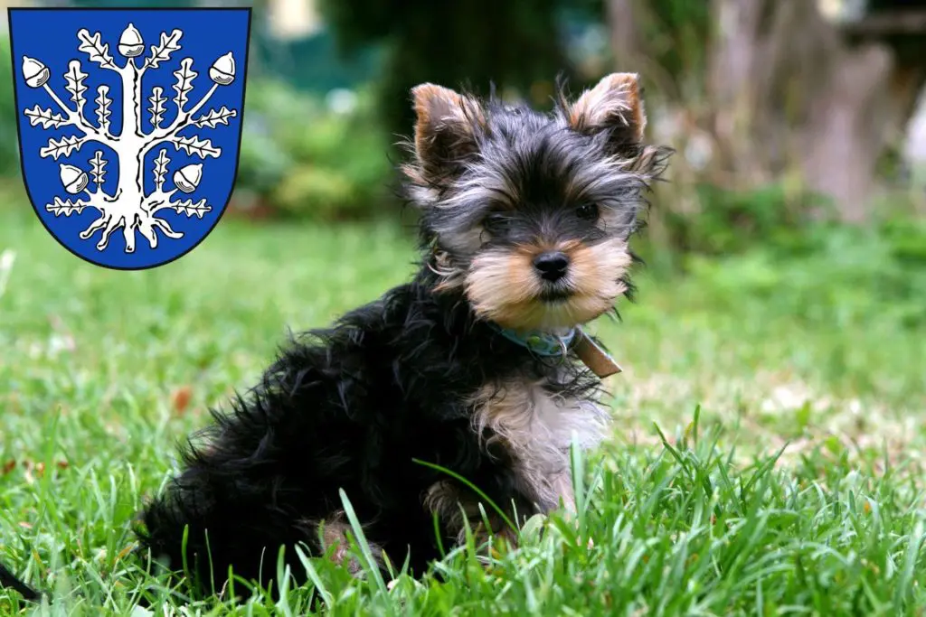 Yorkshire Terrier Züchter mit Welpen Offenbach am Main, Hessen