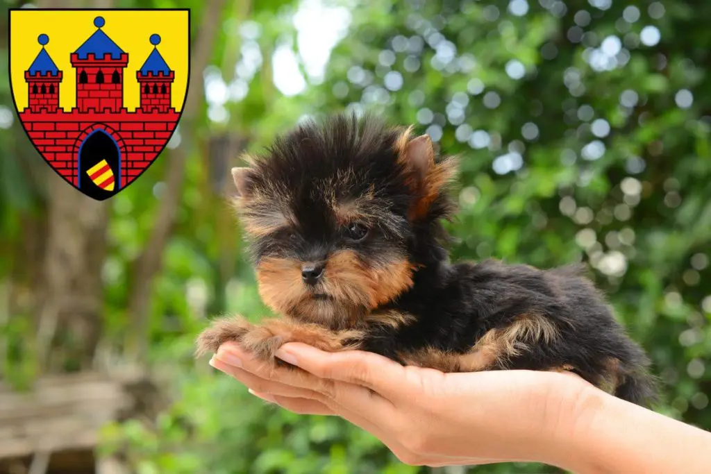 Yorkshire Terrier Züchter mit Welpen Oldenburg, Niedersachsen