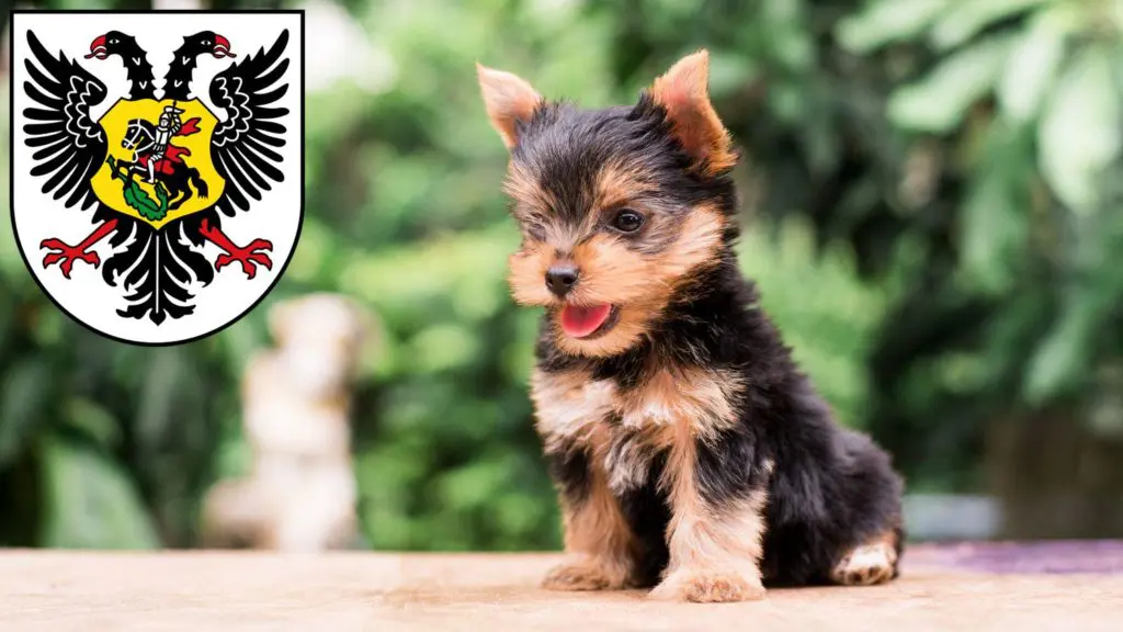 Yorkshire Terrier Züchter mit Welpen Ortenaukreis, Baden-Württemberg